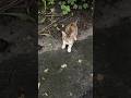 Shy Hungry Kitten Meows And Hissing At Me 3 Minutes Video