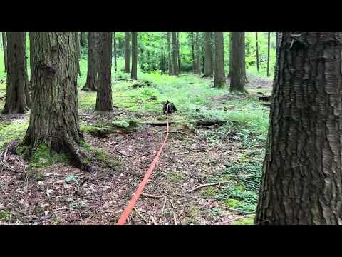 Üben für die Verbandsschweißprüfung. Nachsuchen mit Dackel auf Fährtenschuh Fährte 500m