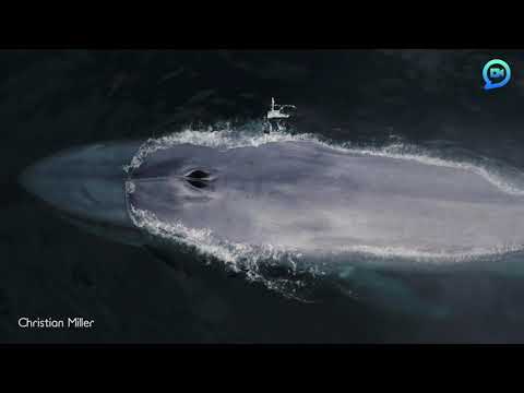 Drone camera hit by blue whale 'sneeze'