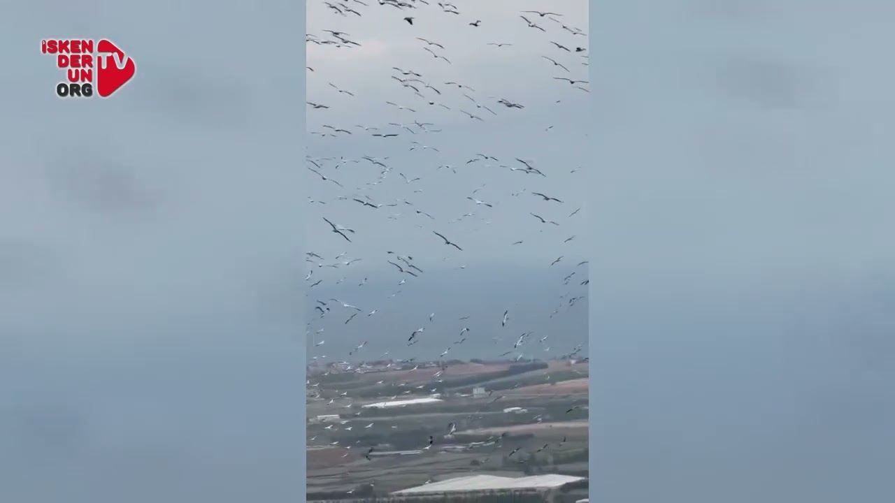 İskenderun Körfezi’nde Leyleklerin Dönüş Şöleni