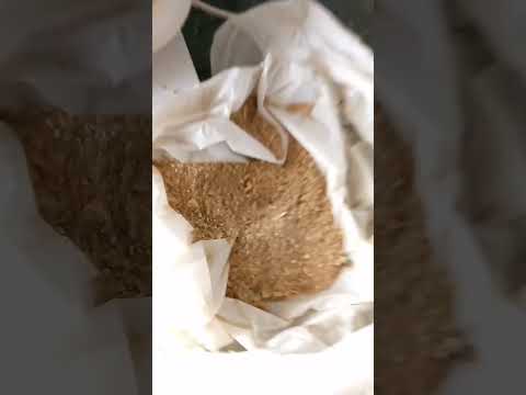 #bhuki  #punjab #ਫੀਮ  #amlianthem