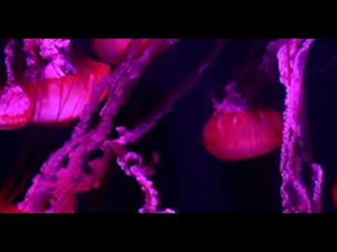 Hegri live - ACU, Utrecht