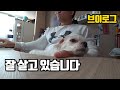 잘 살고 있습니다 VLOG