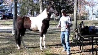 preview picture of video '#5311 - Mark & Geronamo - Taking Saddle Off - He is so quiet & Patient'