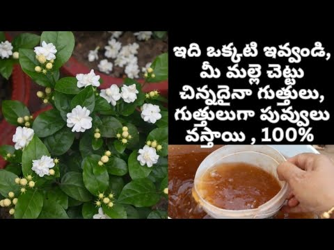 మల్లెచెట్టు గుత్తులు,గుత్తులు పూయాలంటే ఇలాచేసి ఇవ్వండి/Tips toGrow more jasmine flowers #growingtips