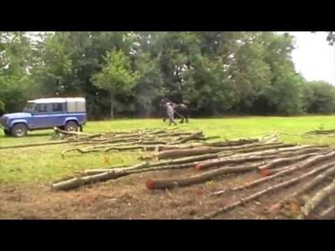 Dutch draft horses learning their trade