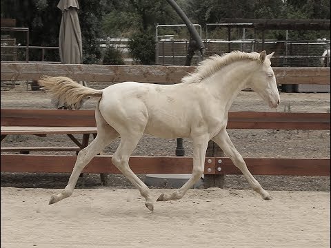 2017 Perlino Andalusian (PRE) Filly