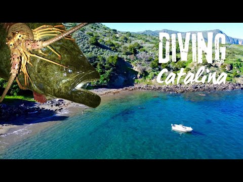 Camping and Diving Catalina Island! (Lobster Catch and Cook)