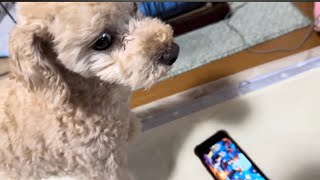 実家の犬に YAJU&U を聴かせてみた