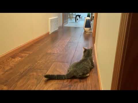 They are finally playing a little tag. Notice Nisa’s wipeout and she keeps going! #Cat #kitten