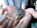 Dwarf Winter White Russian Hamster 