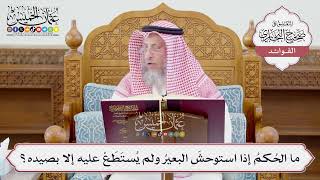 [1210] ما الحُكمُ إذا استوحشَ البعيرُ ولم يُستَطَعْ عليه إلا بصيده؟ - عثمان الخميس