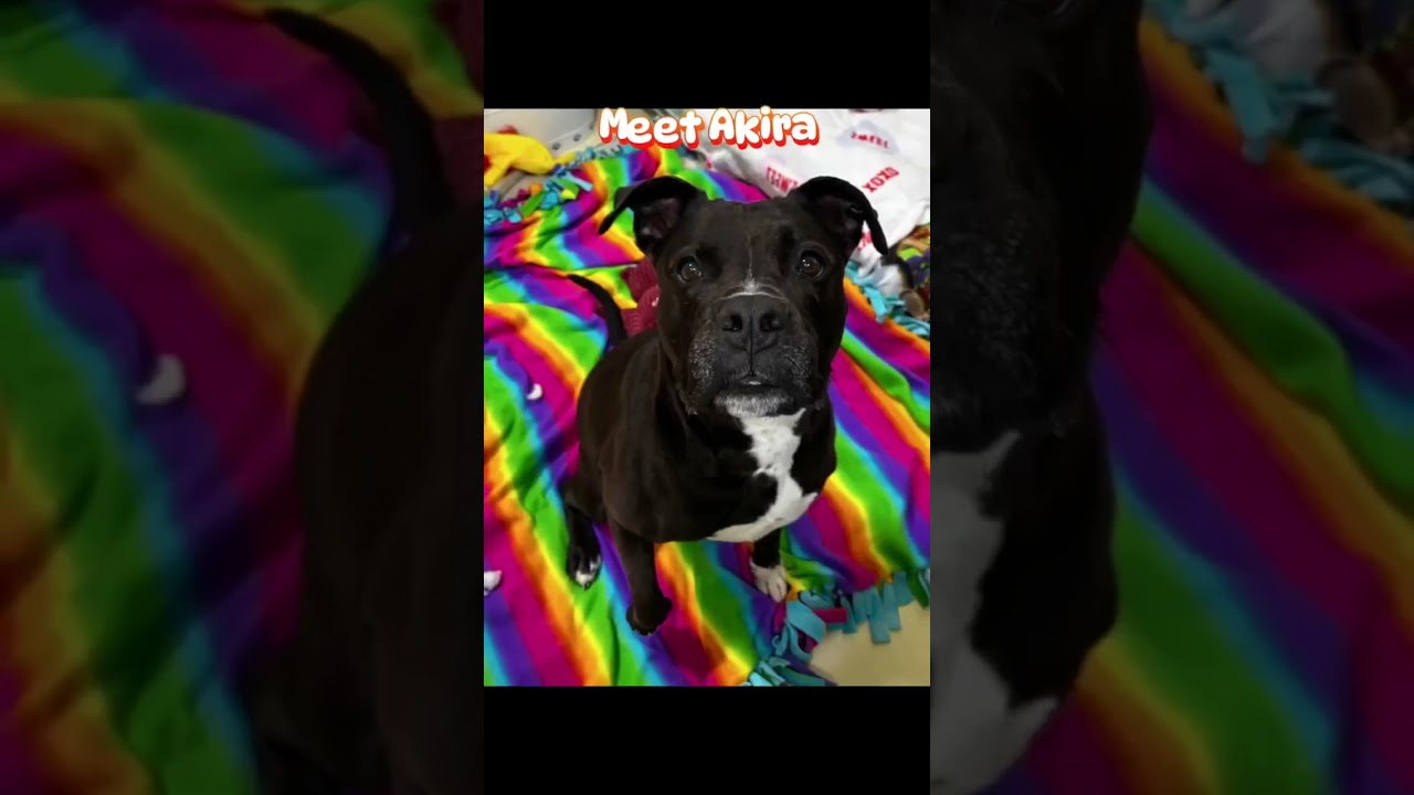 Akira, a Adoptable Mixed Breed in Plain City, OH video 6/6