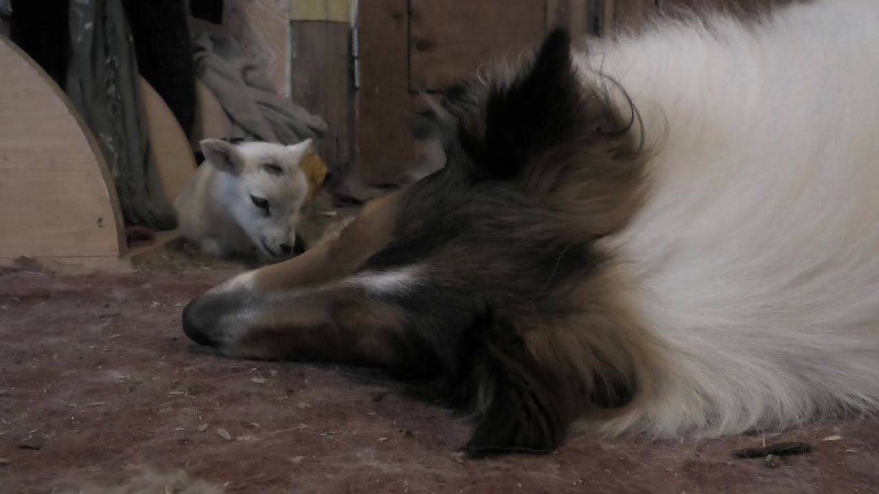 Jaunumi no «Laimīgo kolliju zemes» Variebā 