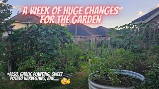 Major Fall Garden Update 🍁 Harvests, Planting & Surprises!