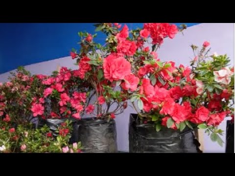 Plant nursery being sold at Jalpesh Mela