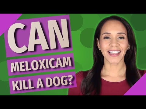 Can meloxicam kill a dog?