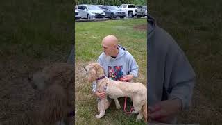 Video preview image #1 Goldendoodle Puppy For Sale in Thomasville, NC, USA