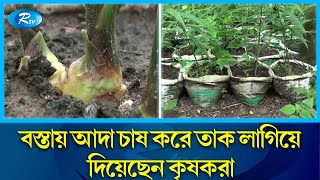 বস্তায় আদা চাষ পদ্ধতি