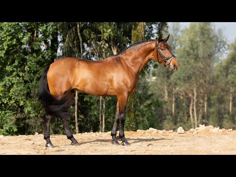**SOLD** Piro Free 1.53m Lusitano gelding - perfect for petite riders (REF#592)