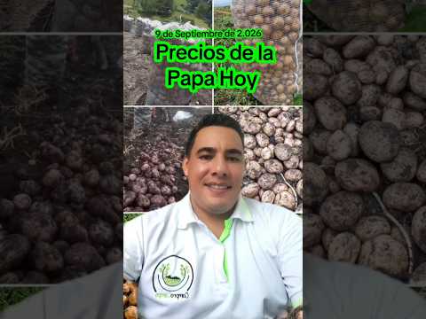 Precios de la Papa hoy en Corabastos Bogotá 🧑‍🌾🥔🥔🥔#corabastos #boyaca #nariño #cundinamarca #shorts