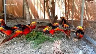Download lagu Budidaya Ayam Hias golden pheasant mp3