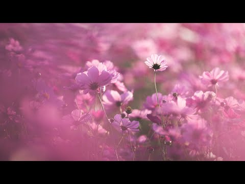 『タトルト 森の主』だからこそ撮影は大変だった