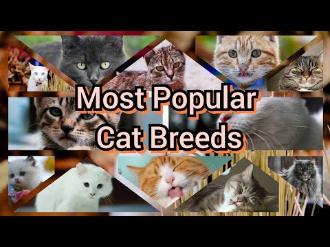 MOST POPULAR CAT BREEDS IN THE WORLD