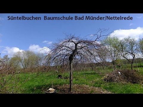 Süntelbuchen Reservat Nettelrede