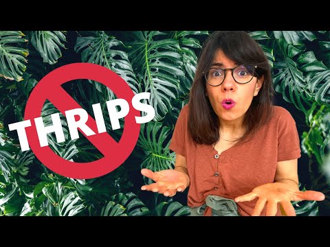 , title : 'THRIPS on monstera leaves (and how to get rid of them!)