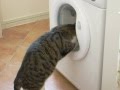 Cat Having Fun With The Washing Machine