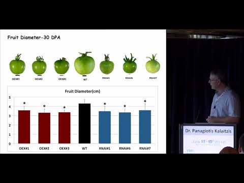  Panagiotis Kalaitzis - A prolyl 4 hydroxylase plays a role in the regulation of the tomato (Solanumlycopersicum) fruit growth process, quality and productivity