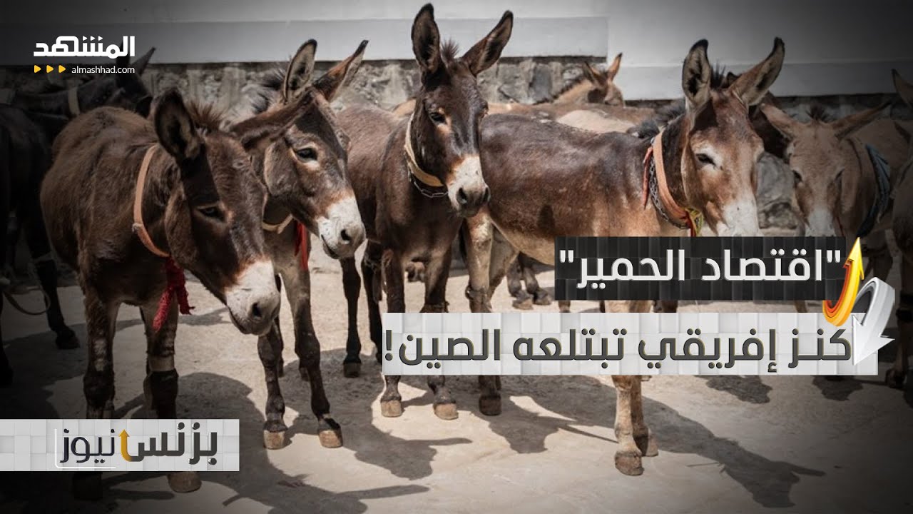 الحمير.. سلعة دولية تصل قيمتها إلى مليارات الدولارات! - بزنس نيوز