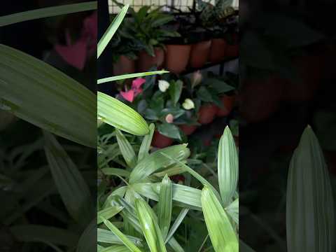 Tropical plant | philo gloriosum | voiceover 🎙️ #jishnuuthaman #plants #garden #tropicalplants