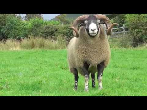 , title : 'West of Ireland Lanark sheep breeders sale'