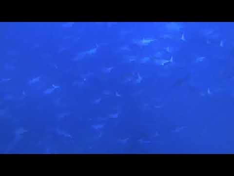 Freediving into a massive school of Atlantic Bonito off thé Southernmost point of Africa