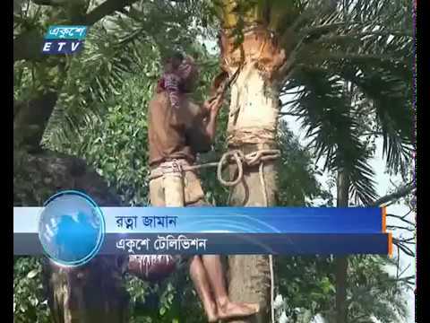 গ্রাম বাংলায় চলছে সুস্বাদু খেজুরের রস সংগ্রহের কাজ