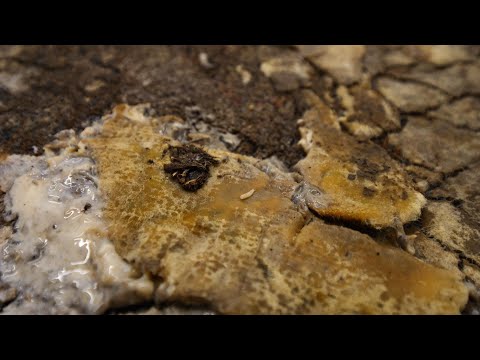 Cleaning a Rug Caked in Grease: The Grossest and Most Satisfying Thing You'll See Today