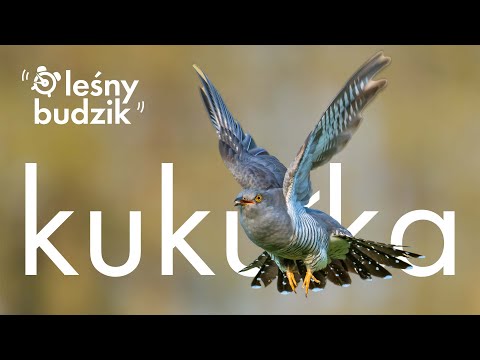 Leśny Budzik - Kukułka