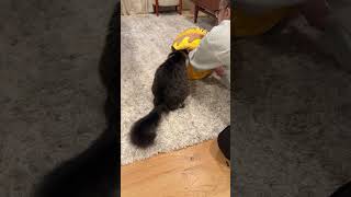 Honey Pot Cat Bed - Cats Searching for the Truth