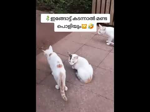 അല്ല പിന്നെ. 😂😂youtube#trending🔥#viral 🔥#funny 🤣#snake🐍🐍#cat 😺#shortvideos #plz_subscribe_my_channel