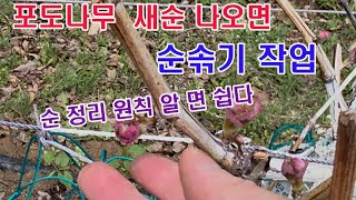 포도나무 새순 나오면 순솎기작업, 순정리, 순따기(포도재배, 새순 작업, 새순 솎기, 순따기, 순 정리 시기…
