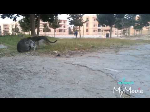 THE STREET CATS IV ( HAPPY CATS )