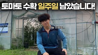 재배맨의 마지막 토마토...