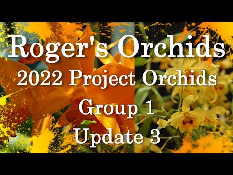 2022 Project Orchids - Group 1, Update 3