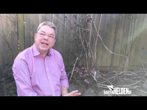 Die Christrose - gartenHELDEN.de Folge 001