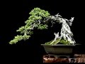 Pemphis acidula bonsai (Philippine Bantigue) Pemphis acidula bonsai (Philippine Bantigue)