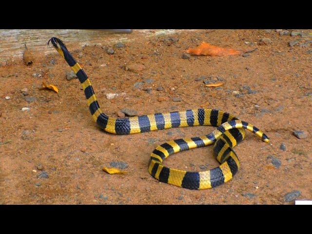 Videouttalande av banded krait Engelska