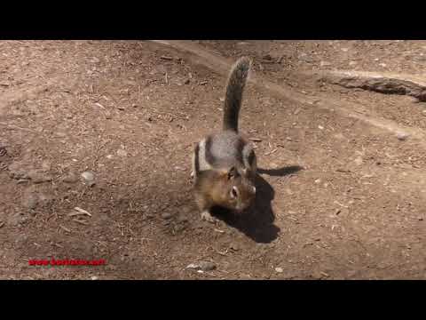 Ardilla de manto dorado ( Callospermophilus lateralis )