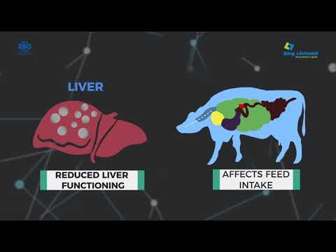 2D info-graphics for Berg and Schmidt | Animation